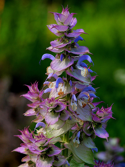 Clary sage